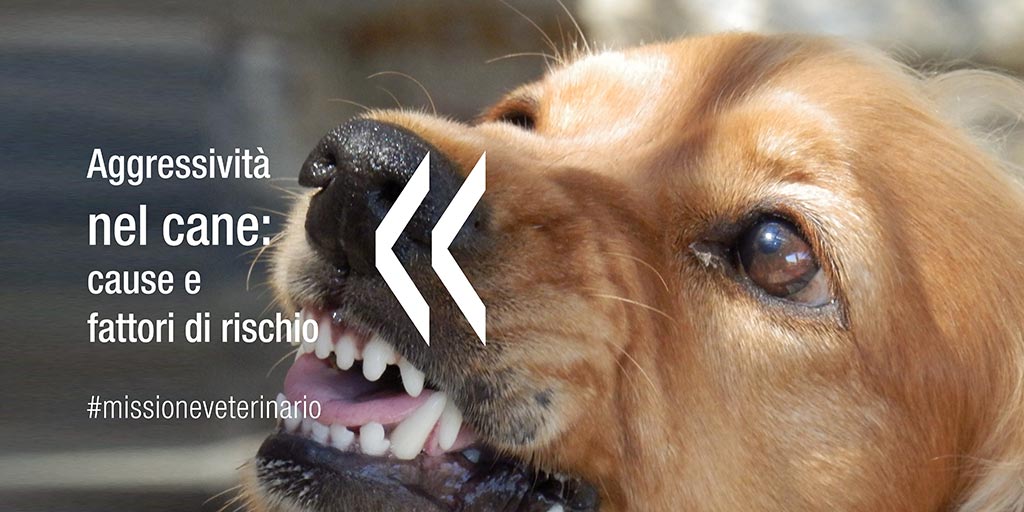 Aggressività Nel Cane Cause E Fattori Di Rischio Missione Veterinario