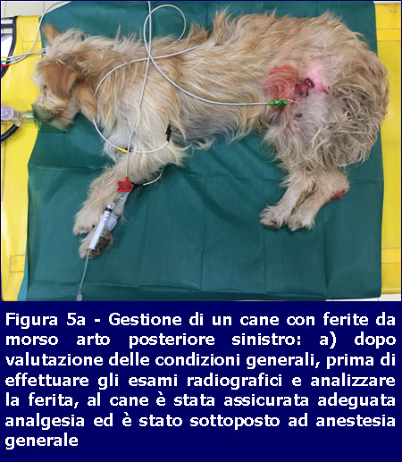 Gestione ferite-cane-Missione Veterinario