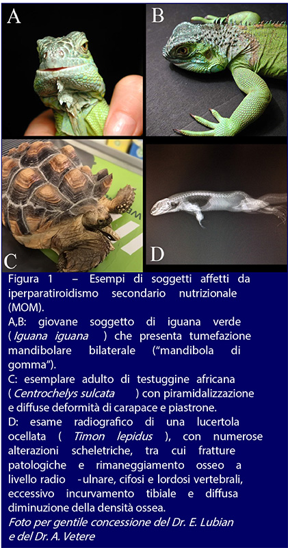 Esempio-di-Rettili-affetti-da-iperparatiroidismo