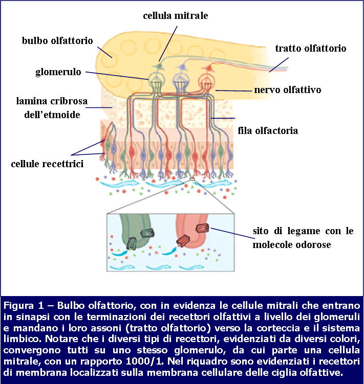 Bulbo Olfattorio-Missione Veterinario-MEI