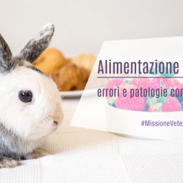 Alimentazione dei conigli: errori e patologie correlate