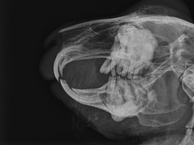 Missione Veterinario: Segni radiografici di grave odontopatia