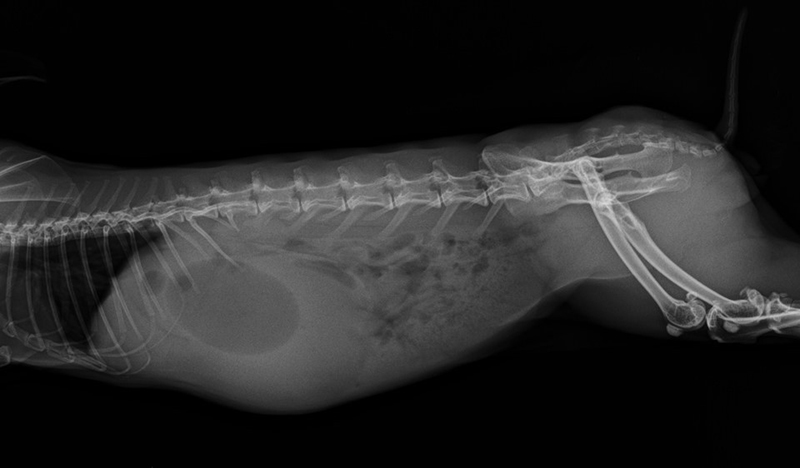 Segni radiografici di una ostruzione o subostruzione gastrica, notare la bolla d'aria, segno di fermentazione batterica